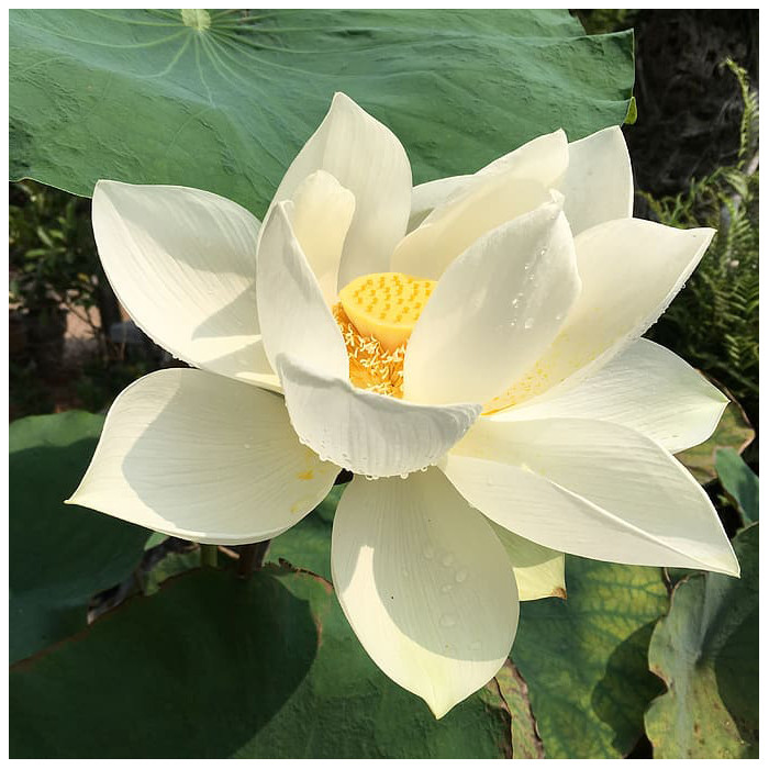 Nelumbo lutea 'Flavescens'