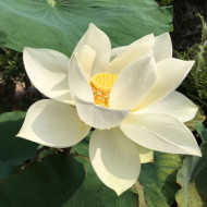 Nelumbo lutea 'Flavescens'