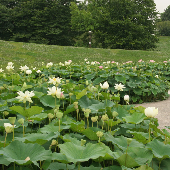 Nelumbo lutea 'Flavescens'