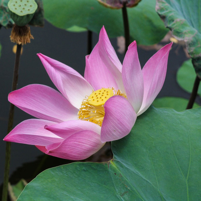 Nelumbo 'Osiris'
