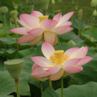 Nelumbo 'Kermesina'