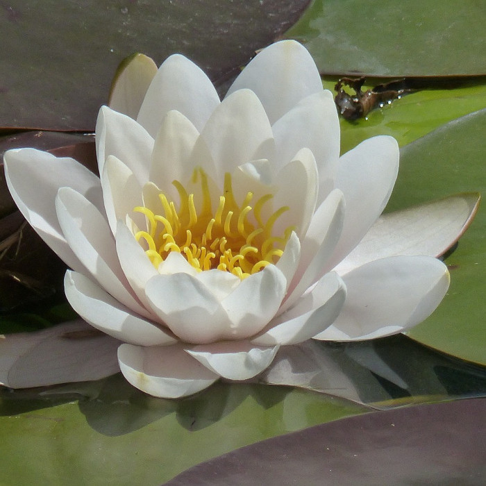 Nymphaea 'Tetragona'