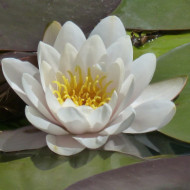 Nymphaea 'Tetragona'
