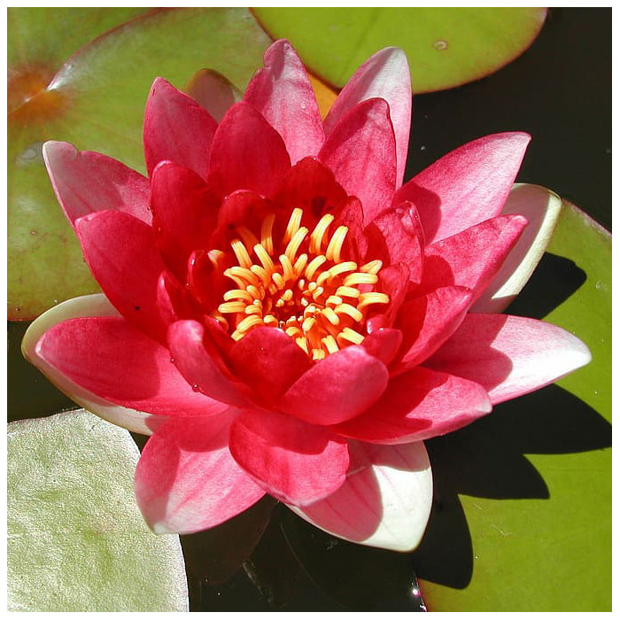 Nymphaea 'Rembrandt'