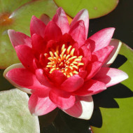 Nymphaea 'Rembrandt'