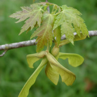 Acer saccharinum