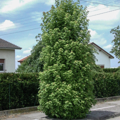 Acer saccharinum 'Pyramidale'