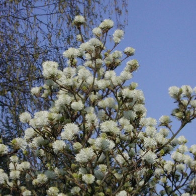 Fothergilla major
