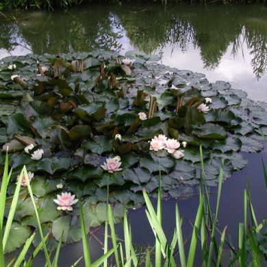 Nymphaea tuberosa 'Rosea'