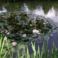 Nymphaea tuberosa 'Rosea'