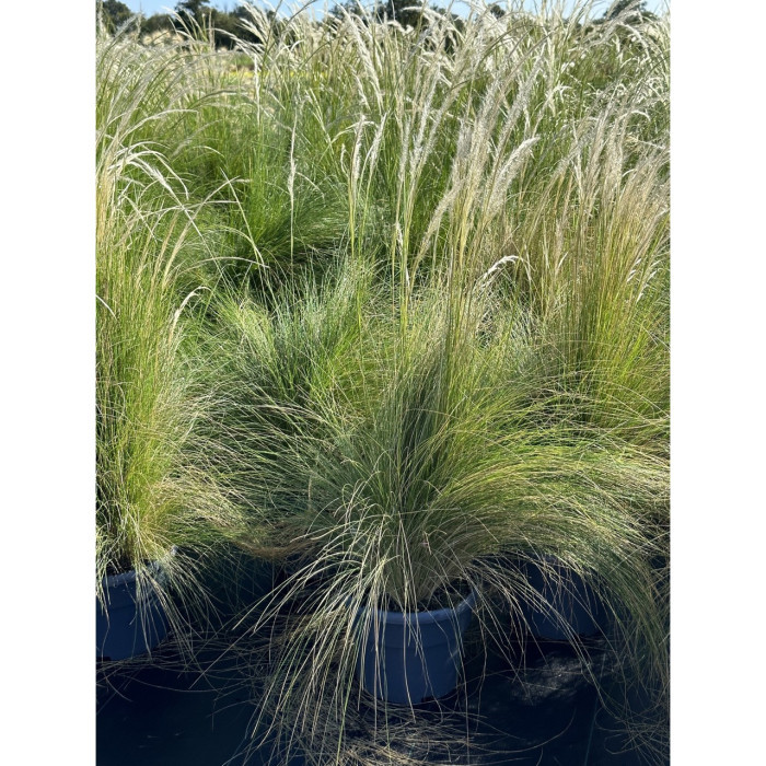 Stipa ichu