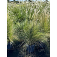 Stipa ichu