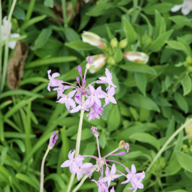 Tulbaghia 'Flamingo'