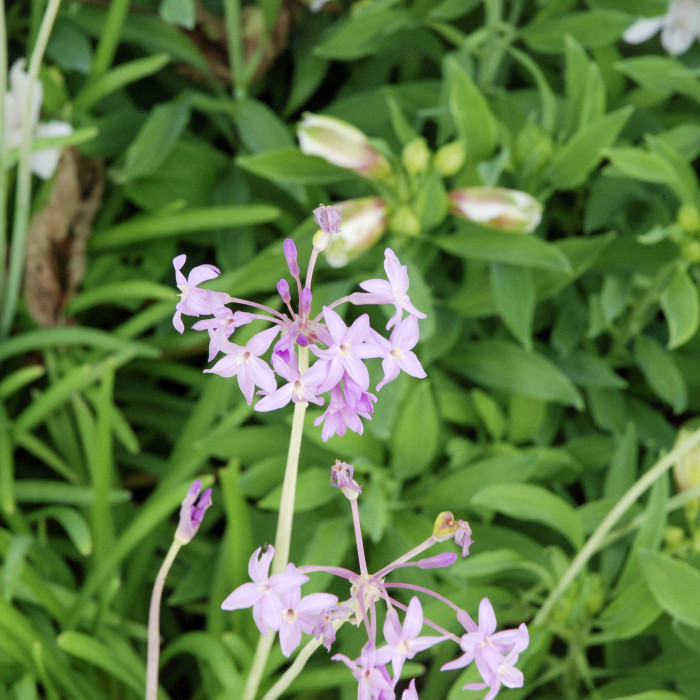 Tulbaghia 'Flamingo'