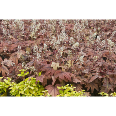 Heucherella 'Sweet Tea'