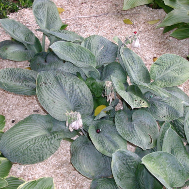 Hosta 'Big Daddy'