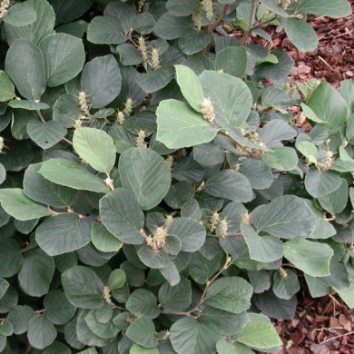 Fothergilla major