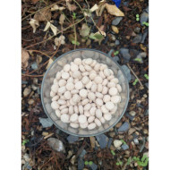 Mycorhizes Bactomycor® p