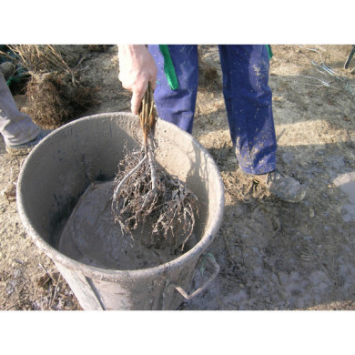 Mycorhizes Pralor® a Endo Ecto