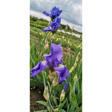 Iris 'Harbor Blue'