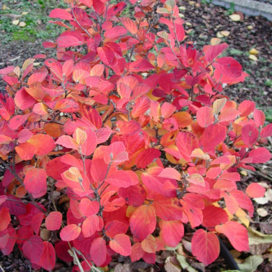 Fothergilla major