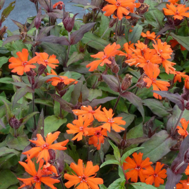 Lychnis x arkwrightii 'Vesuvius'