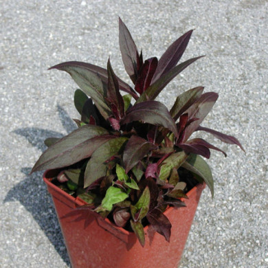 Lychnis x arkwrightii 'Vesuvius'