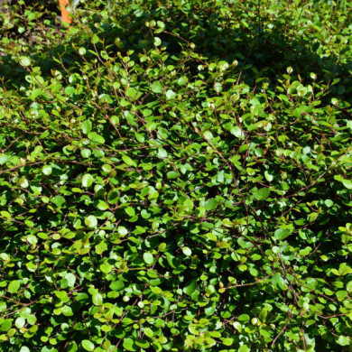 Muehlenbeckia complexa