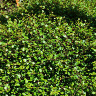 Muehlenbeckia complexa