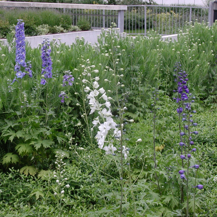 Delphinium 'Galahad'