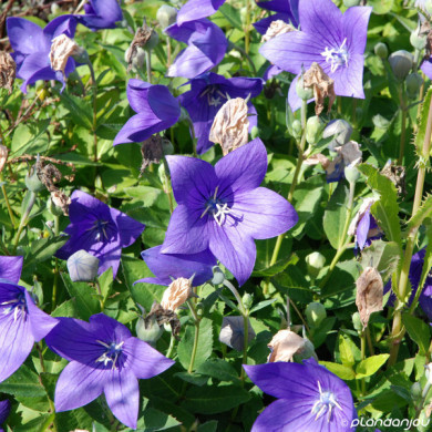 Platycodon grandiflorus 'Astra Blue'