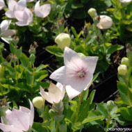 Platycodon grandiflorus 'Pink Star' ASTRA PINK