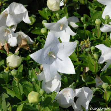 Platycodon grandiflorus 'Astra White '