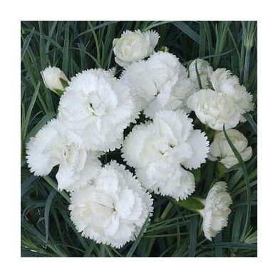 Dianthus 'Haytor White' (plumarius group)