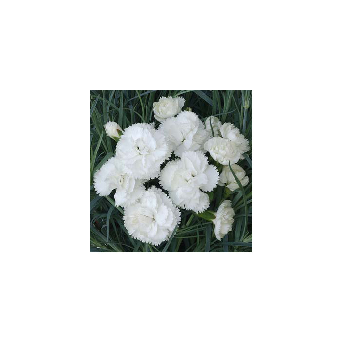 Dianthus 'Haytor White' (plumarius group)