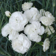 Dianthus 'Haytor White' (plumarius group)