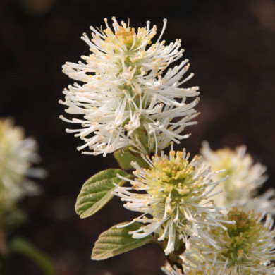 Fothergilla major