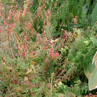 Euphorbia palustris