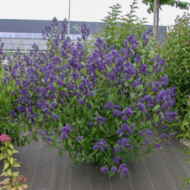 Ceanothus x delilianus 'Henri Défossé'