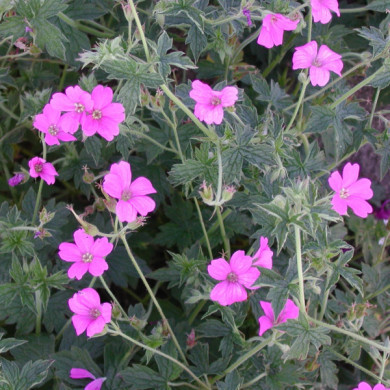 Geranium x oxonianum 'Claridge Druce'