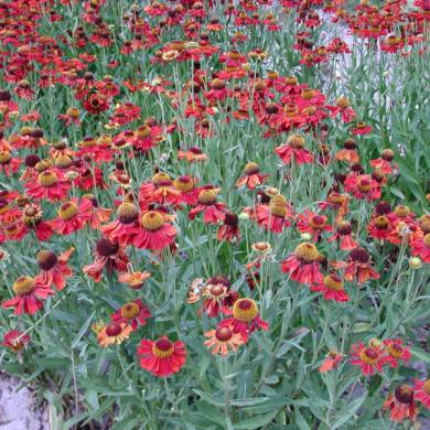 Helenium 'Moerheim Beauty'