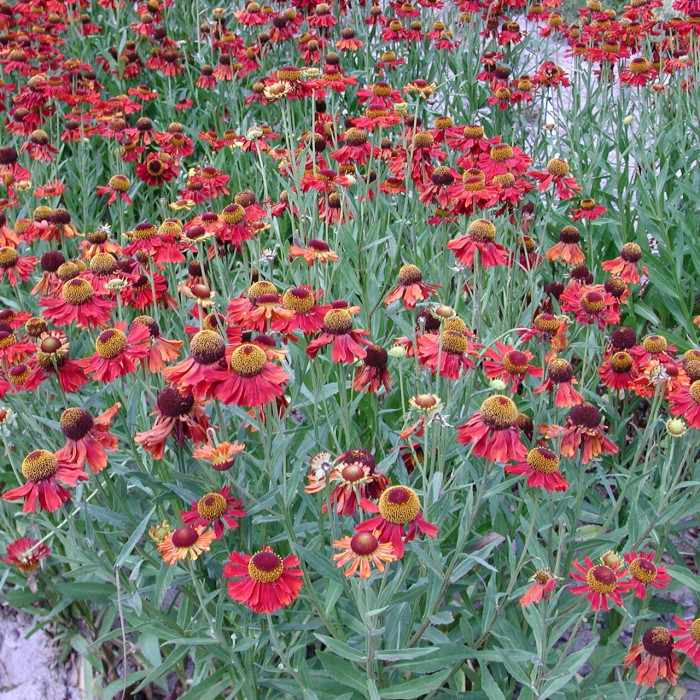 Helenium 'Moerheim Beauty'