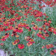 Helenium 'Moerheim Beauty'