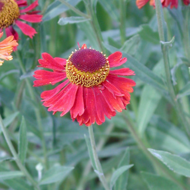 Helenium 'Moerheim Beauty'