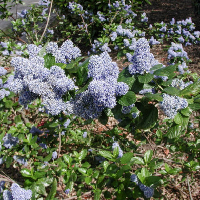 Ceanothus arboreus 'Trewithen Blue'