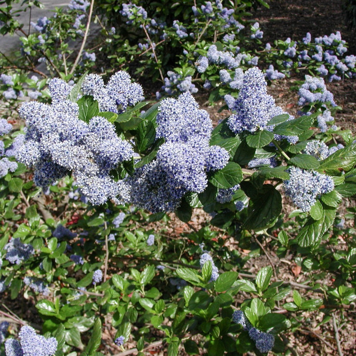 Ceanothus arboreus 'Trewithen Blue'