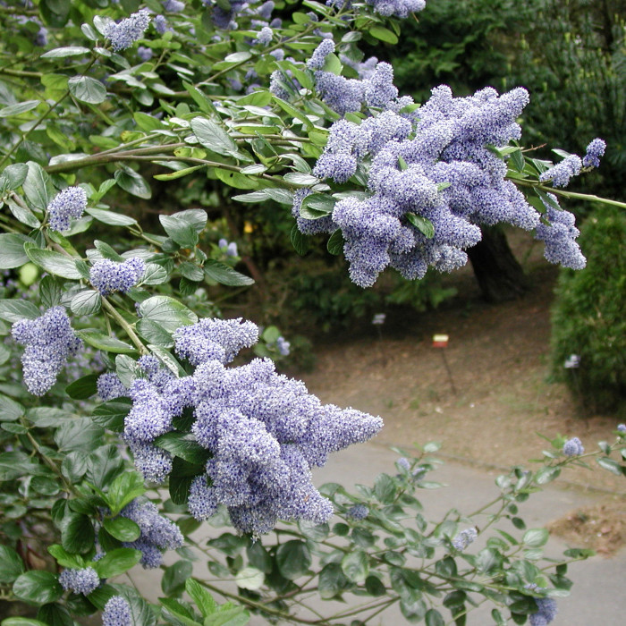 Ceanothus 'Burkwoodii'