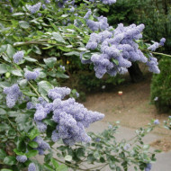 Ceanothus 'Burkwoodii'