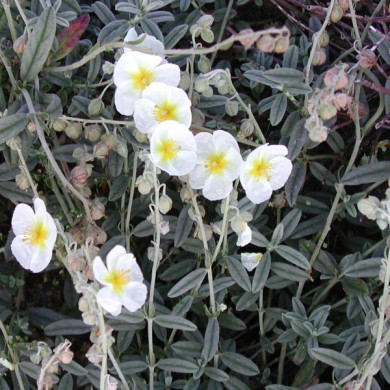 Helianthemum 'The Bride'