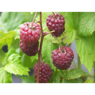 Framboisier 'Héritage'